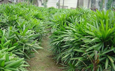 棕竹怎样养 棕竹养殖方法与留意事项？棕竹枝干挺拔四季翠绿