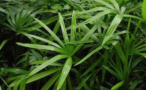 棕竹怎样养 棕竹养殖方法与留意事项？棕竹枝干挺拔四季翠绿