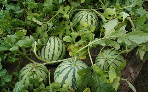 种植西瓜应该用什么肥料比较好？选对肥料种出的西瓜又大又甜
