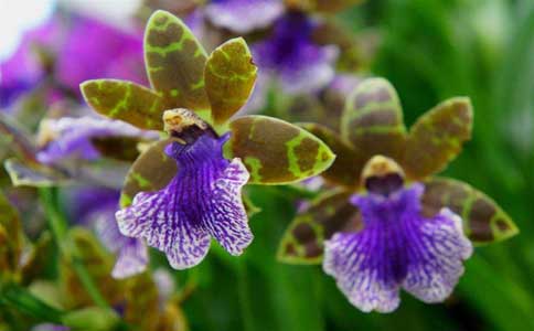紫香兰养殖方法和注意事项？种植紫香兰要注意盆土湿润度注意施肥数量