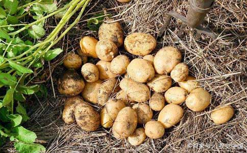 冬季种植土豆技巧和方法？土豆已经成为餐桌必不可少的食物种植方法大家都知道吗