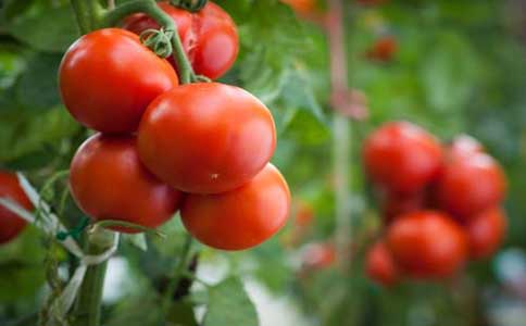 盆栽种植西红柿注意这几点保证硕果累累？盆栽西红柿要按照习性来种植