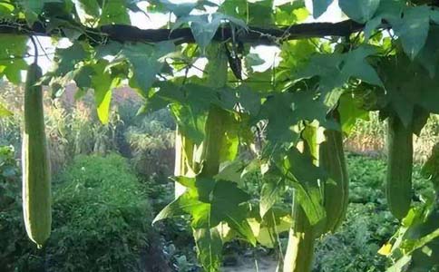 丝瓜要怎样种植才能高产量？丝瓜可以在笆篱围墙房顶等地方种植具有攀爬