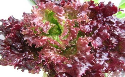 紫叶生菜怎么种 紫叶生菜种植技术？紫叶生菜吃法多样化