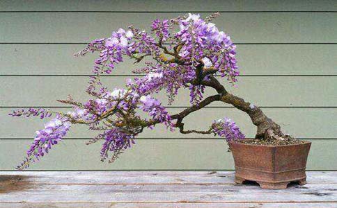 紫藤盆栽怎么造型好看？紫藤盆栽怎该怎么制作比较好呢