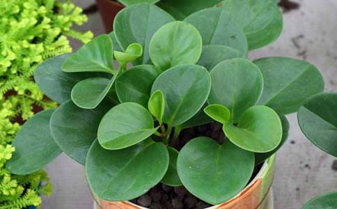 这几种植物最适合扦插大家知道那个品种吗？植物扦插种类有很多以下几种是常见的