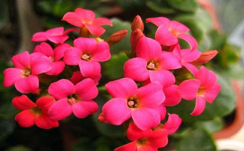 这几种植物最适合扦插大家知道那个品种吗？植物扦插种类有很多以下几种是常见的