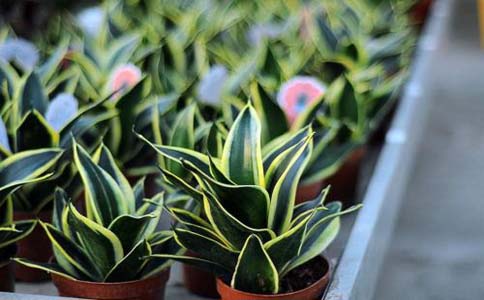 这几种植物最适合扦插大家知道那个品种吗？植物扦插种类有很多以下几种是常见的