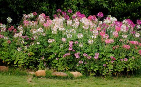 醉蝶花要怎么种植？种植时需要注意的事项？