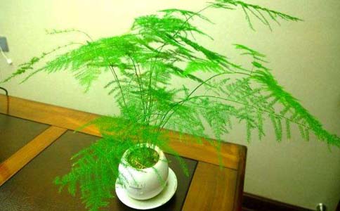 文竹盆栽容易出现黄叶枯萎情况该怎么办？文竹种植环境要保持温度湿润情况下
