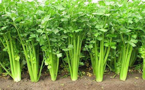 怎样种植芹菜才能产量大？在种植芹菜时要叶面肥的使用，可以使用磷酸二氢钾和芸苔素
