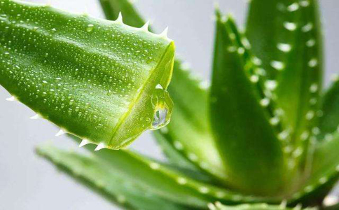 芦荟种植找对方法室内生长也很好，养护芦荟的环境通风透光