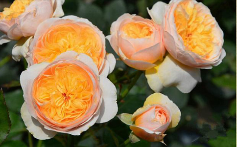 月季玫瑰蔷薇这三种植物的区别是哪些？三姊妹花区别大家都知道了吗