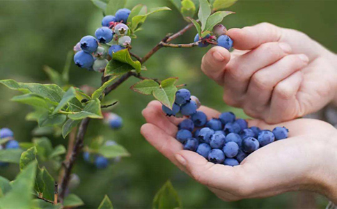 盆栽蓝莓只开花不结果原因是什么？种植蓝莓恰当补充磷钾肥