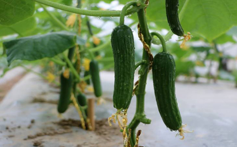 水果黄瓜种植方法和培养技术？种植水果黄瓜注意肥水温度管理