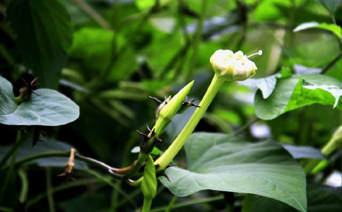 新手养花这种花最为好活，时节性养花最为合适