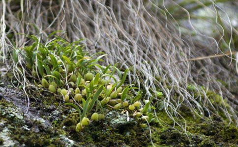 细叶石仙桃种植方法和技巧？提议将其栽种在自然通风处