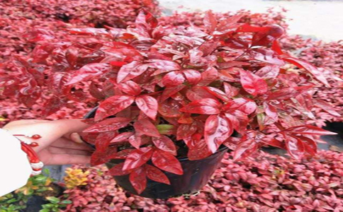这几种盆栽天气越冷叶子越红？这几种盆栽好养又好看