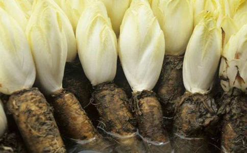 菊苣的种植方法和技巧？透气性好的土壤种植