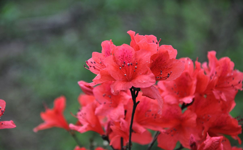 杜鹃花寓意和花期是什么时候？花期是每年的4-5月份