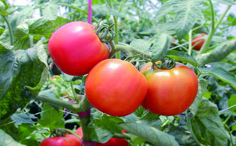大棚番茄种植机器和管理方法？番茄施肥时尽量不要施加氮肥