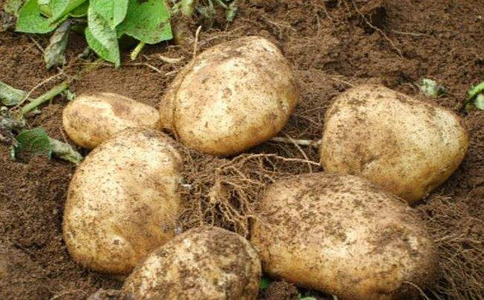 土豆的种植技巧和注意事项？种植土豆应选择土壤疏松肥美