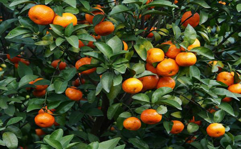 砂糖橘管理方法和种植技术？注意施肥管理