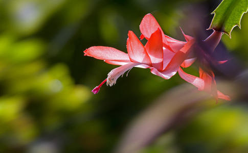 新手如何才能养成美观的花？根据花的习性进行合理种植