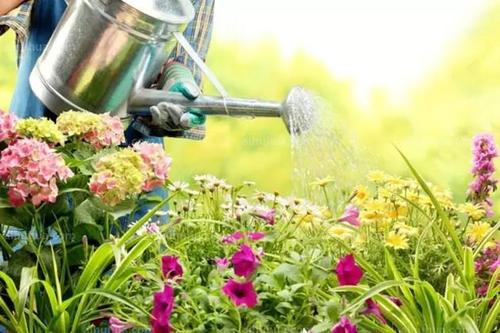 花卉要如何浇水比较好？下午避免浇水浇水时间早上最适宜