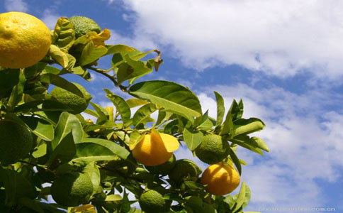 柠檬盆栽的种植方法和注意事项？柠檬树上柠檬果柠檬树下你和我