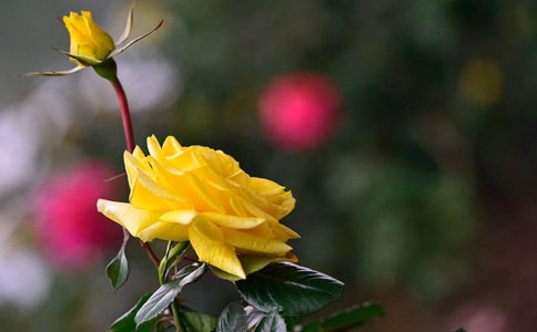 玫瑰花浇水时可以浇叶子吗？玫瑰花浇水要根据气候决定