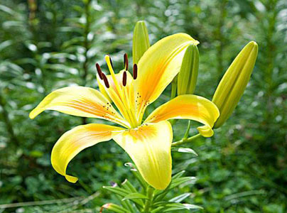 百合花合适几月份种植才比较好啊