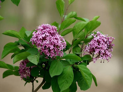丁香花的叶子发蔫怎么办