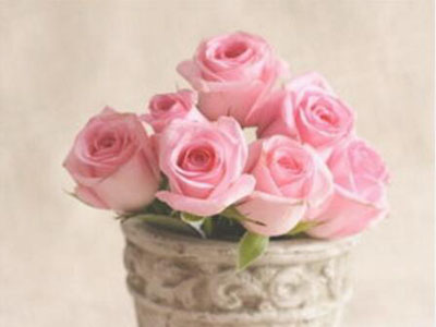 各种颜色的玫瑰花语和六朵玫瑰代表什么呢
