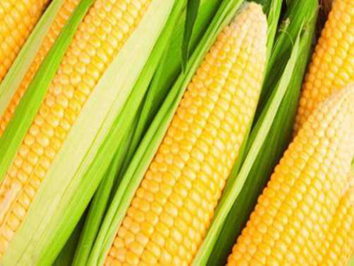 玉米的养殖技术，要想玉米高产注意以下几点