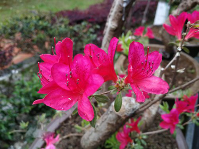 杜鹃花怎么养,杜鹃花的养殖重点是做好花期前后的管理