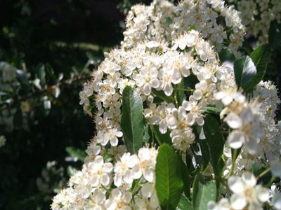 珍珠梅盆景养殖方法，清雅的花儿、姿态秀丽的珍珠梅，其实养殖很简单