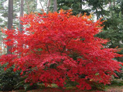 槭树怎样制作盆景，让你的槭树盆栽成为红叶树中的“一枝独秀”