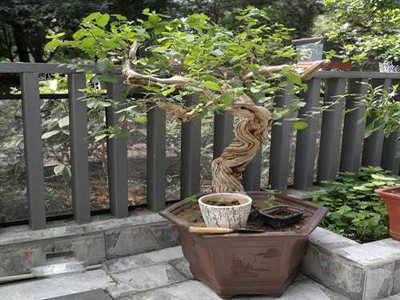 金银花开花时节十分美观,制作金银花盆景有什么技术要求