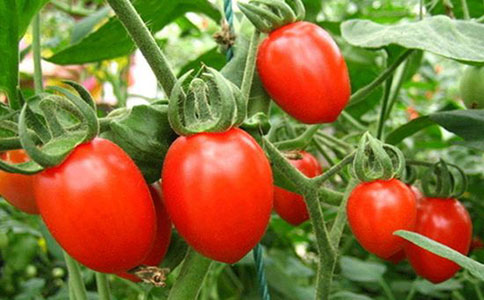 番茄的种植方法和注意事项有哪些