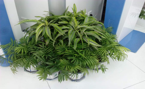 如何移植植物？学会简单技巧轻松养活植物