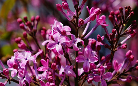种植紫丁香花需要注意事项？