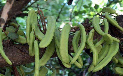 刀豆种植方法和方式？山叶土加河沙的混合土合适