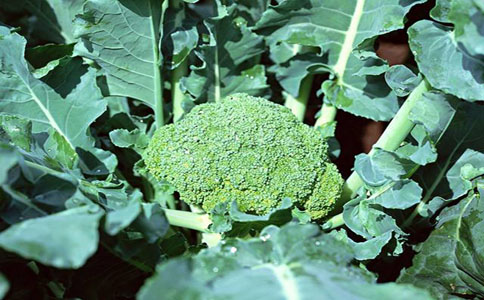 绿花菜种植方法和注意事项？氮元素含量较高的肥料