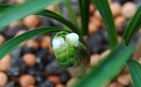 白雪公主花合适在房间内种植吗？室内种植也要照阳光