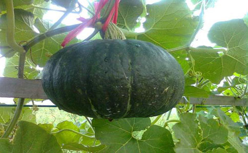 西洋南瓜的种植方法和注意事项有哪些？