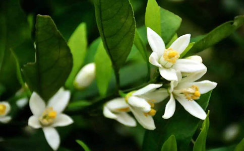 橘子花怎么种植比较好？保持盆土湿润阳光要充足