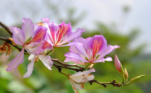 紫荆花的寓意和含义都有哪些？紫荆花代表家庭和睦