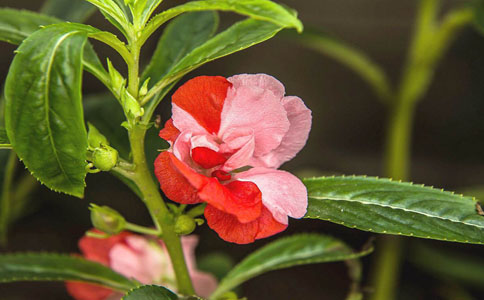 凤仙花的种植方法和注意事项？凤仙花喜温太阳，怕湿