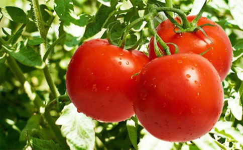 西红柿膨果太慢该怎么办？施肥是关键